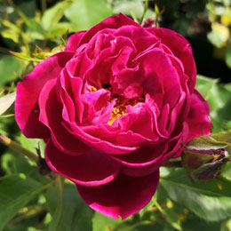 Rose 'Blue Eden'